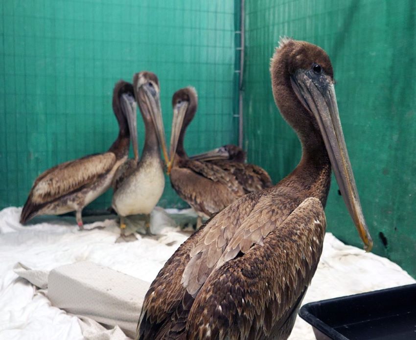 pelicans in rehab